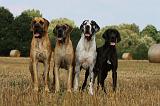 DOGUE ALLEMAND 276